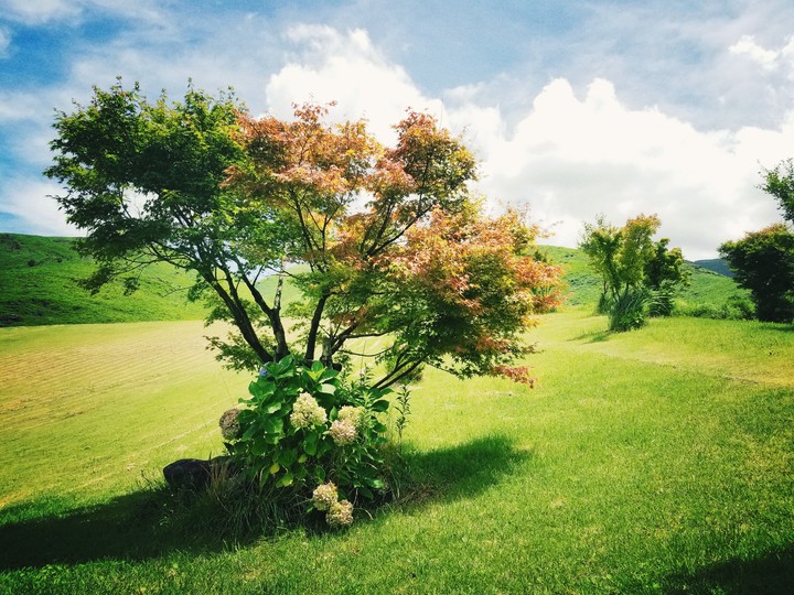 Beautiful green