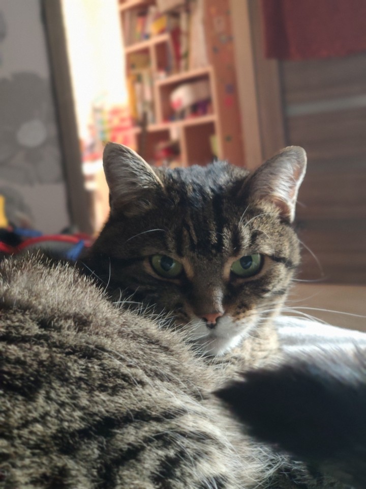 cat