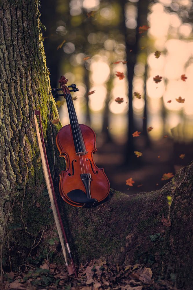 violin
