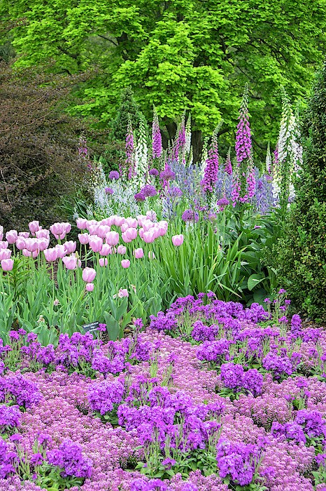 purple flower