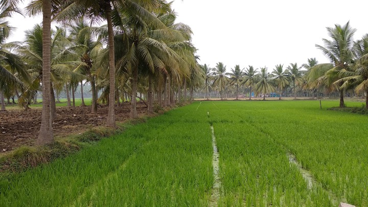 rice crop
