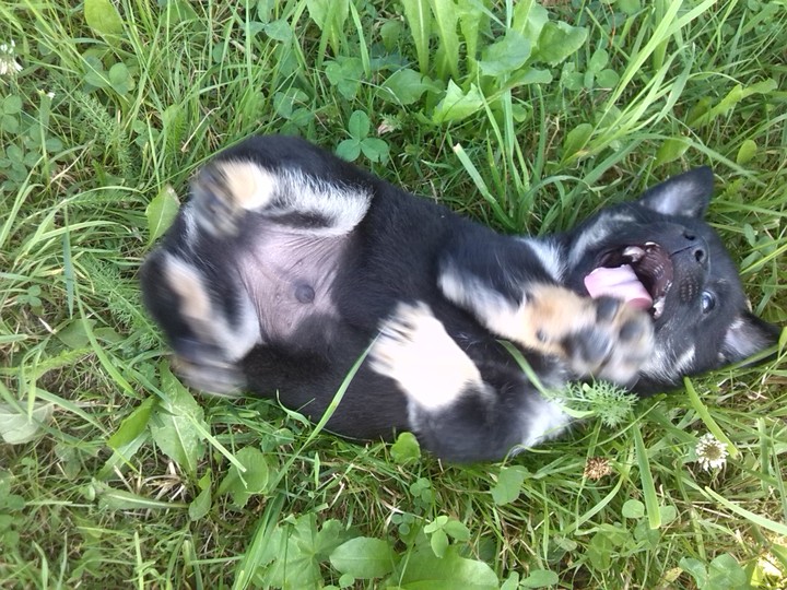dog