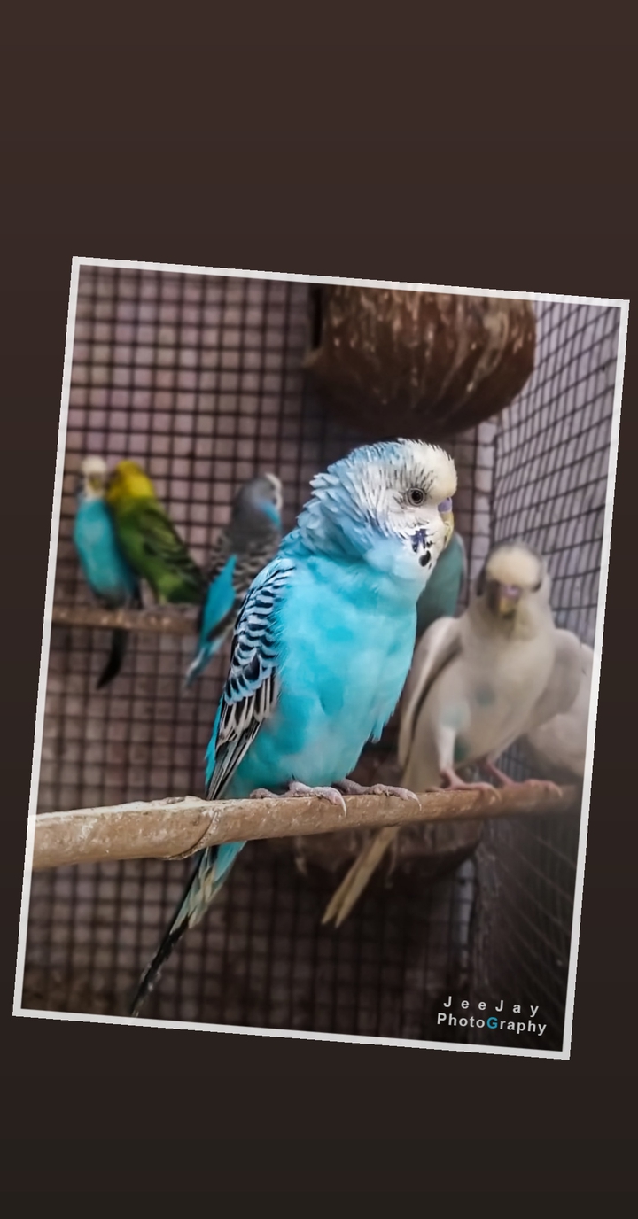 birds