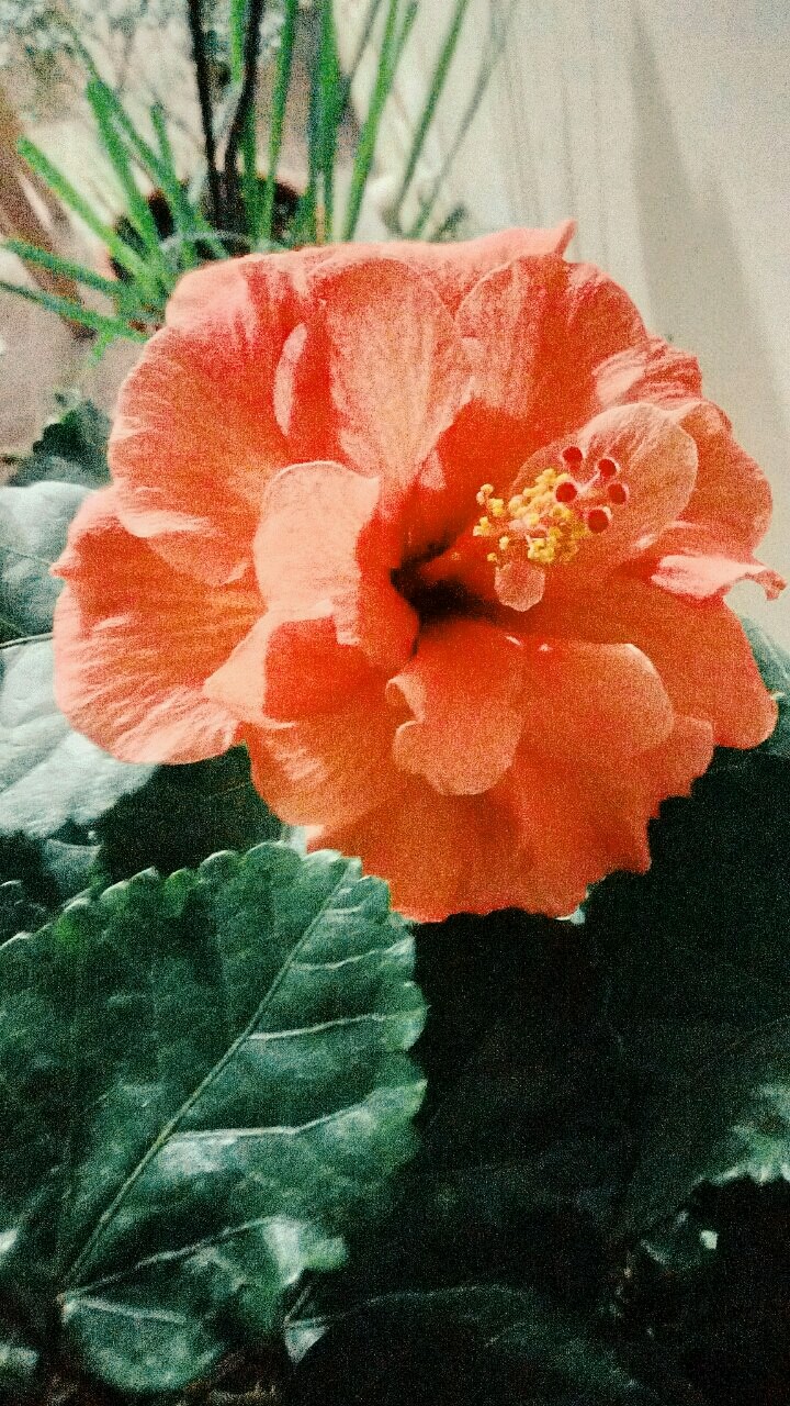 beauty of Flowers