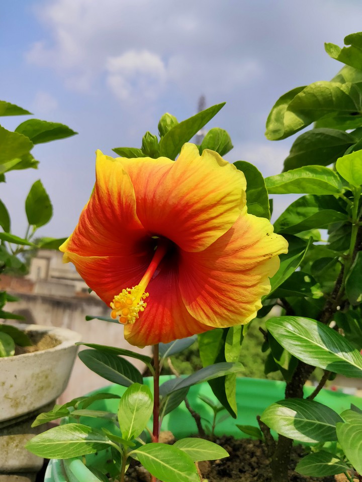 shoe flower