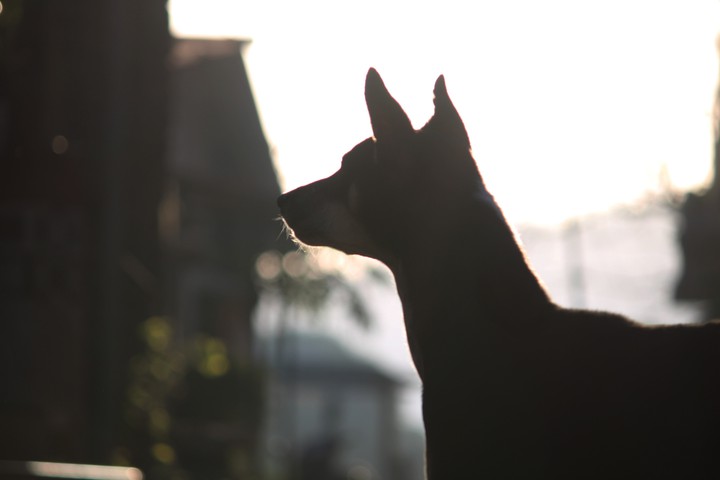 dog