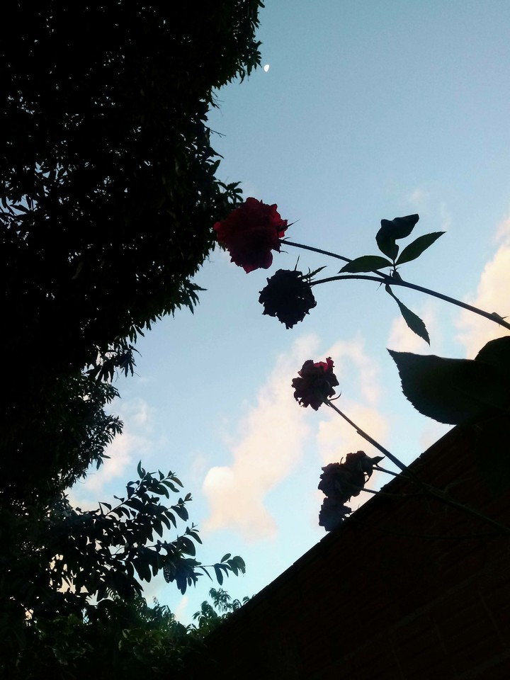 Roses?