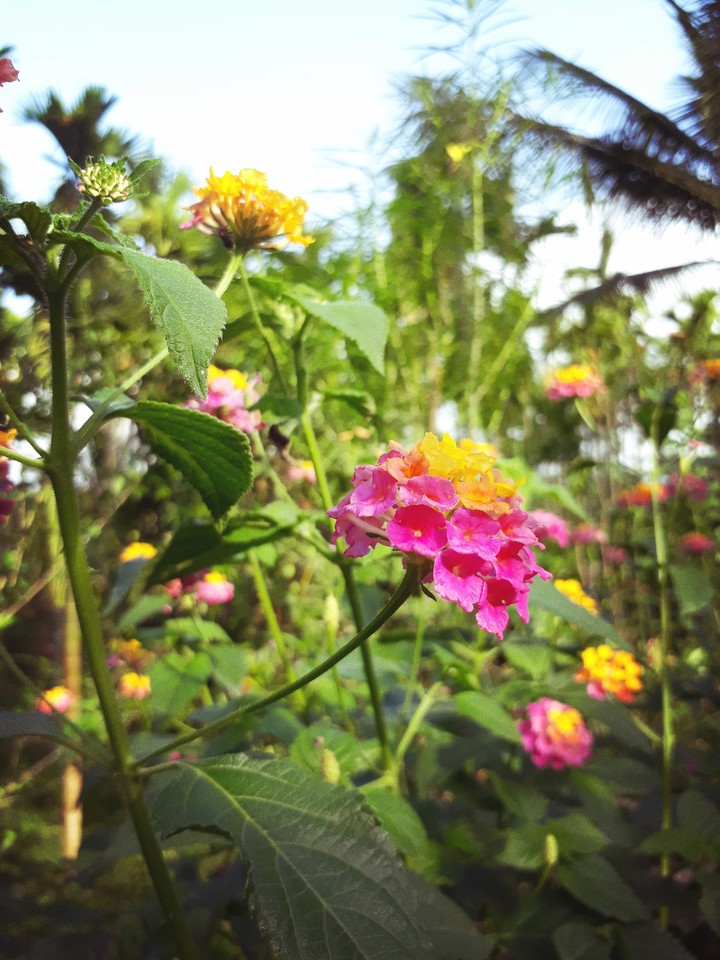 Flower