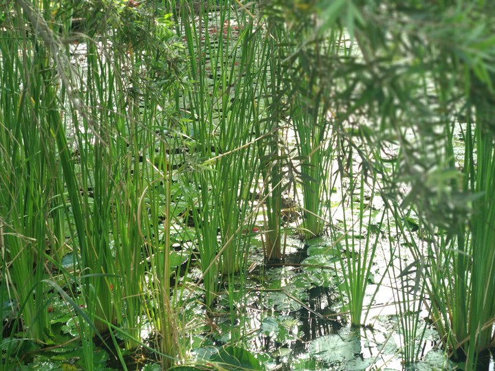 greenery