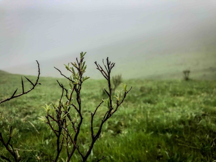 fog