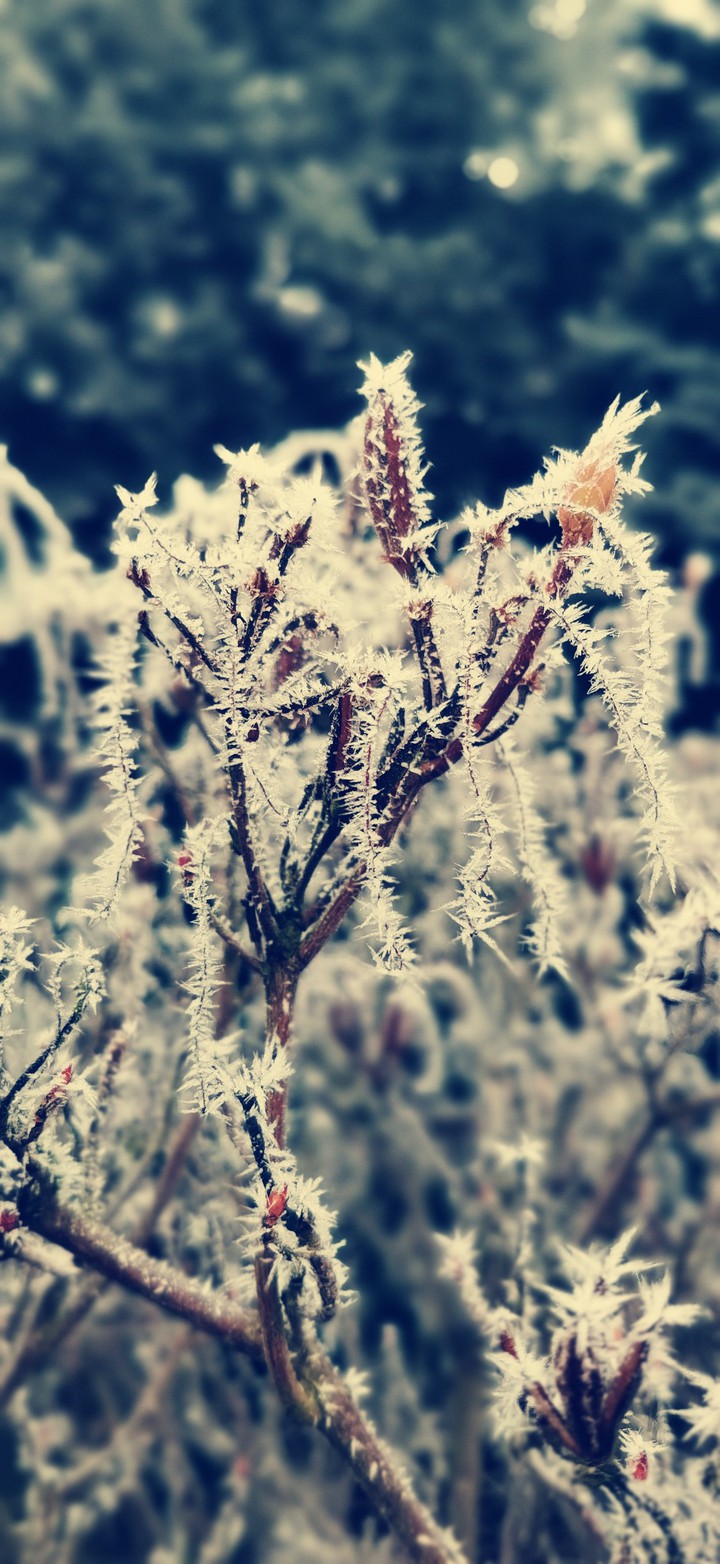 beautiful winter