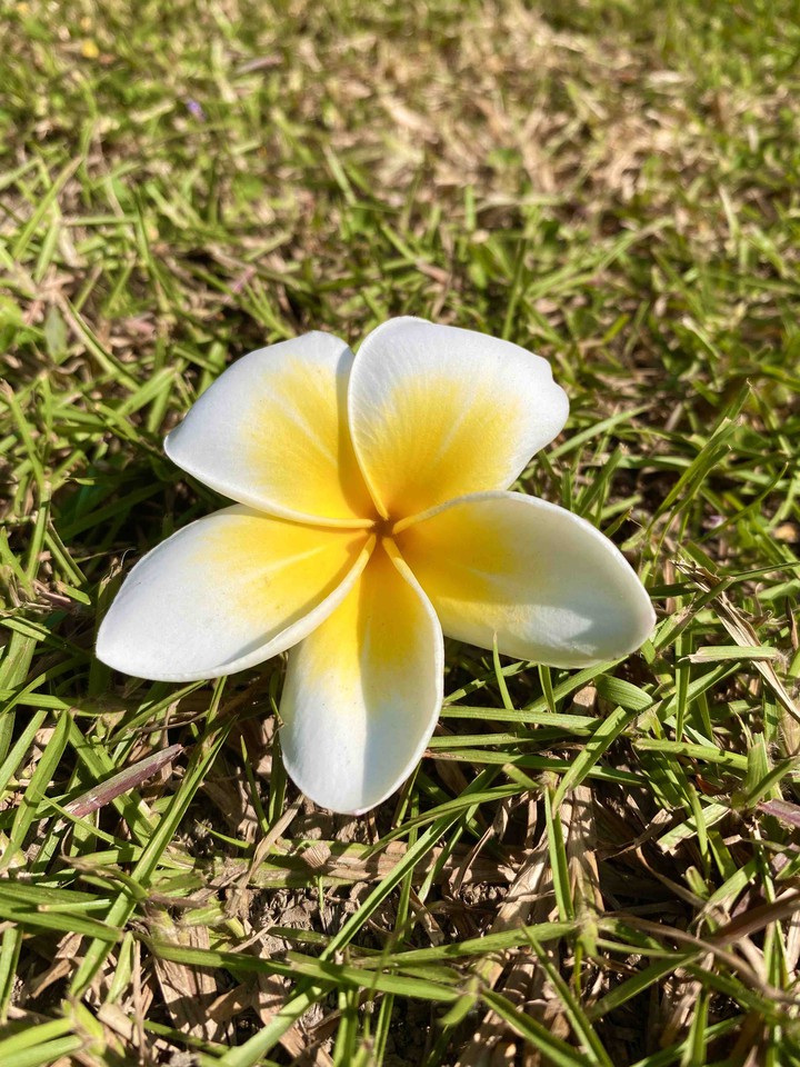 Frangipani