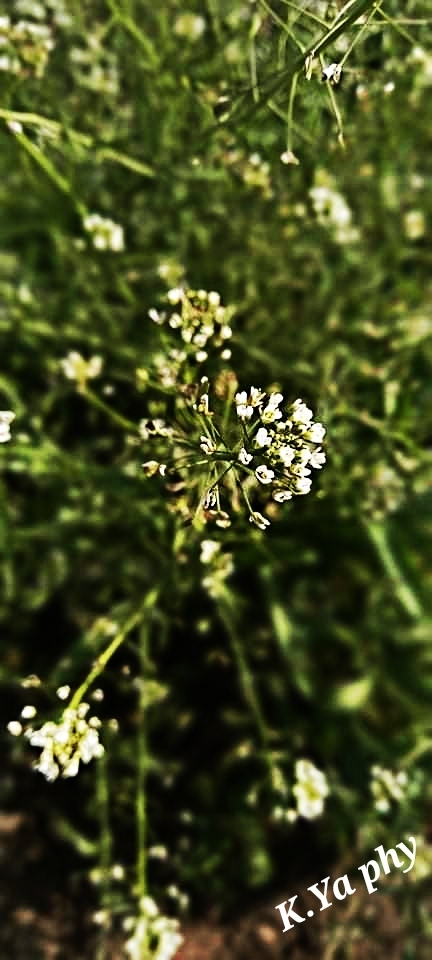 Природа