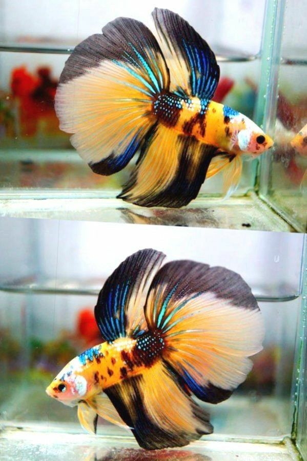 Betta Splendens