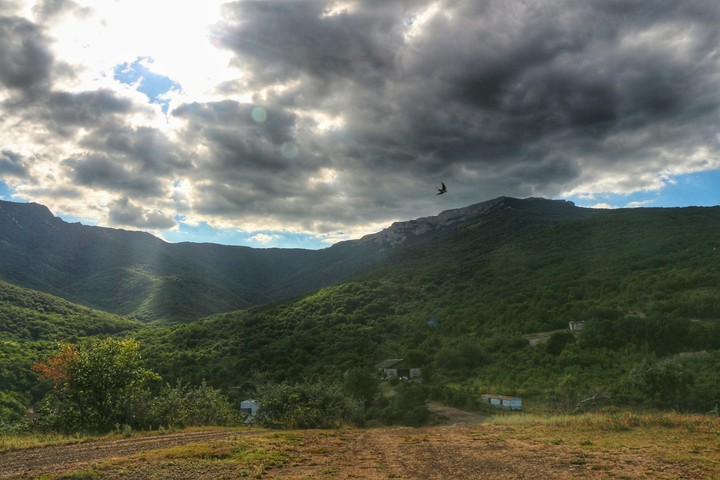 bird in the sky