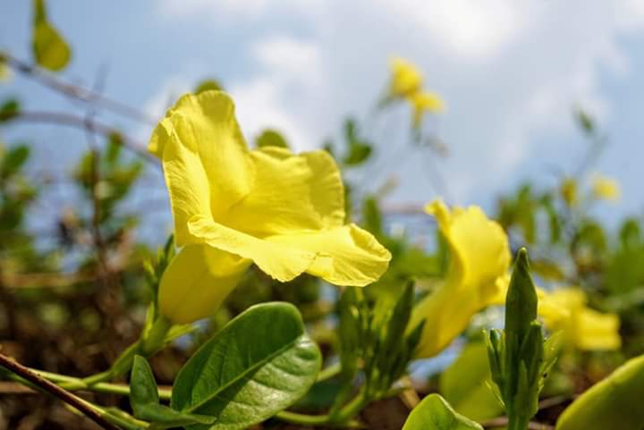 " Mandevilla"