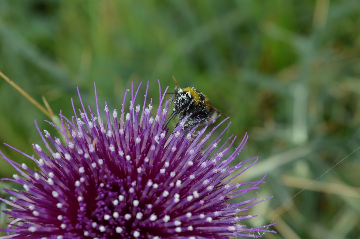 little bee