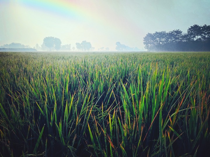 Rainbow