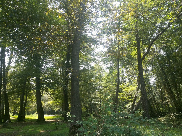 گیلان