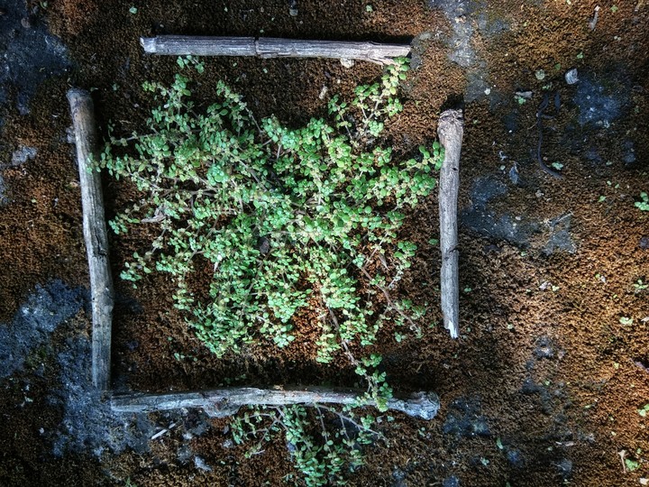 Nature in a Frame