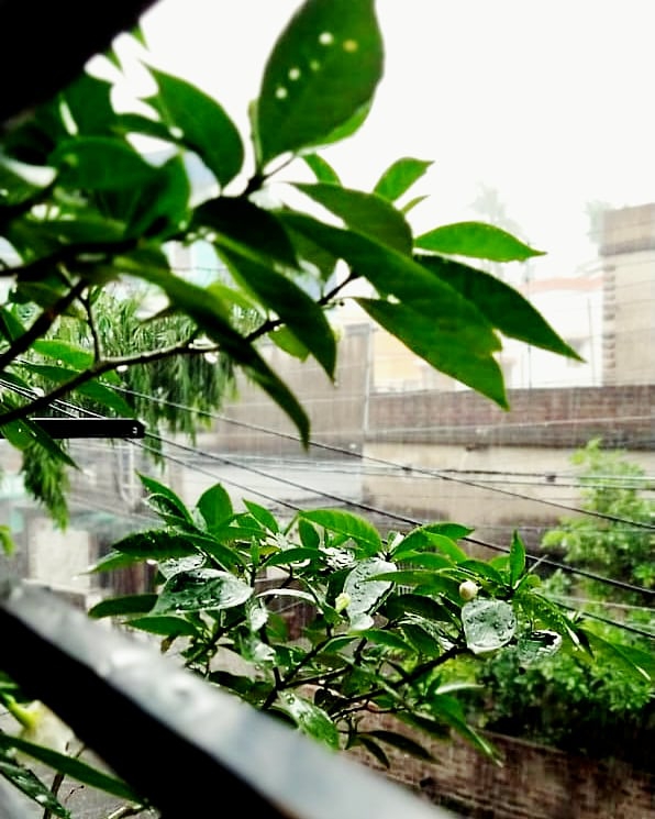 Rain on leaves