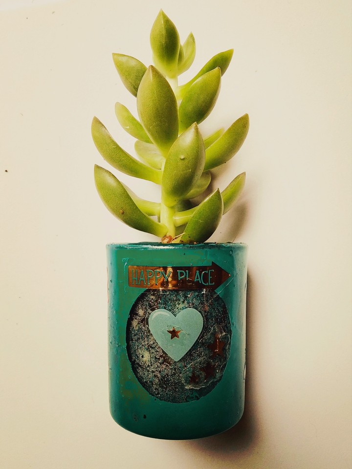 Plant