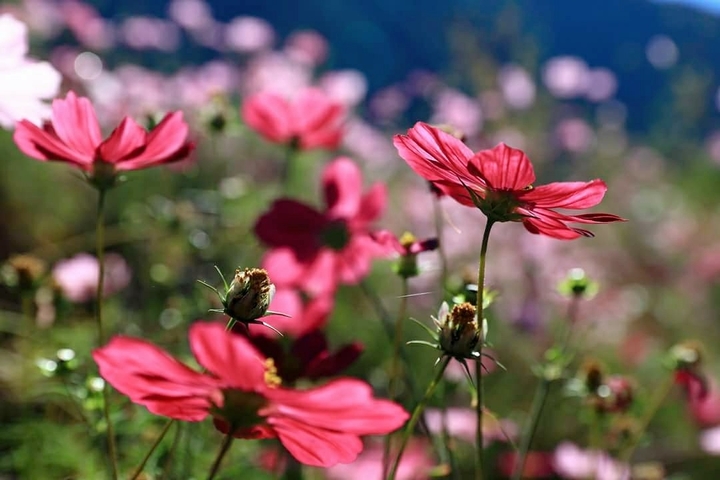 Cosmos