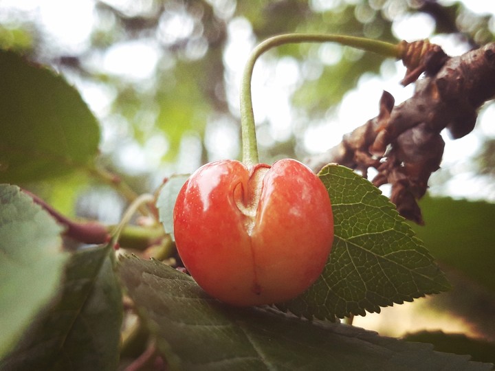 Small red cherry