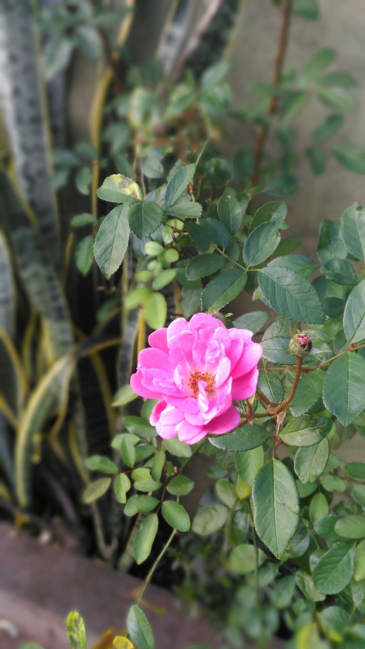 Flower / Rose