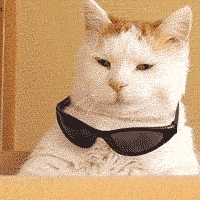 cool cat