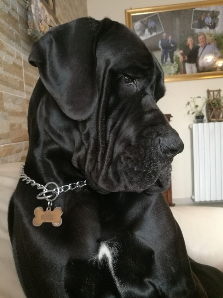 Luis 