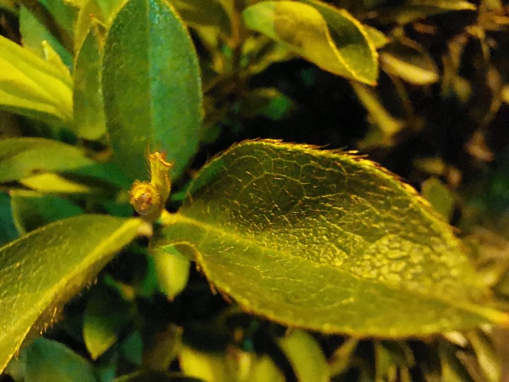 Plants