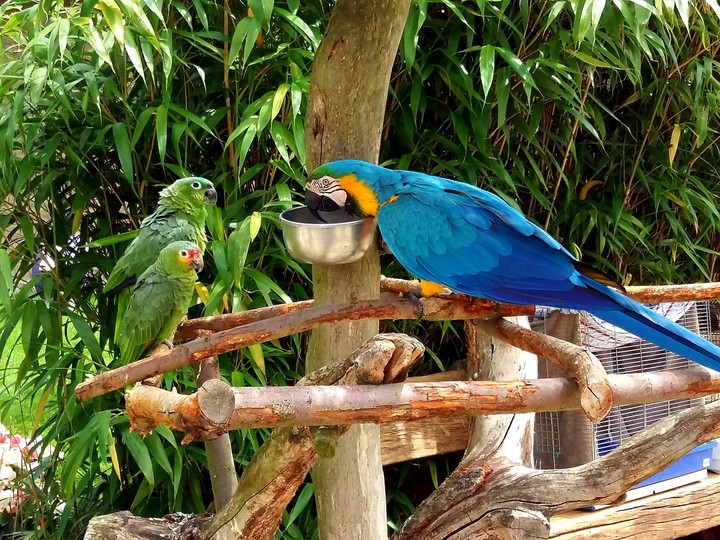 Vogelpark