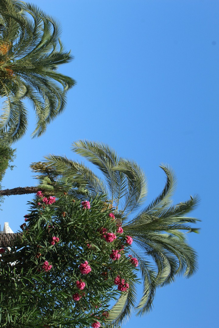 Alanya