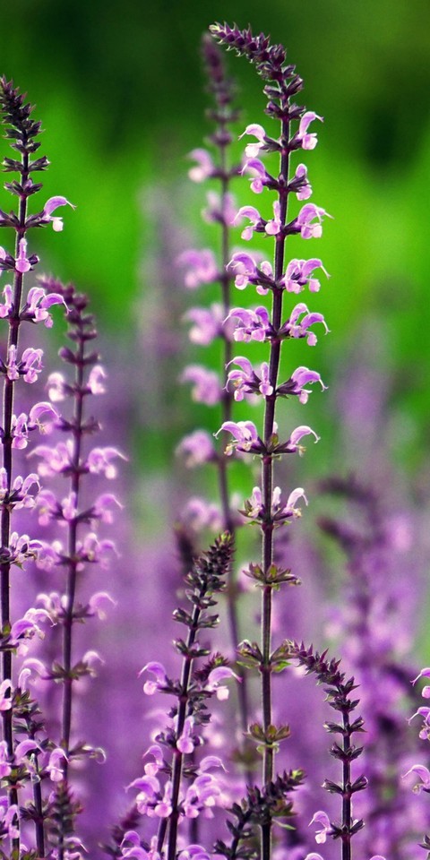 обои flower, lavender