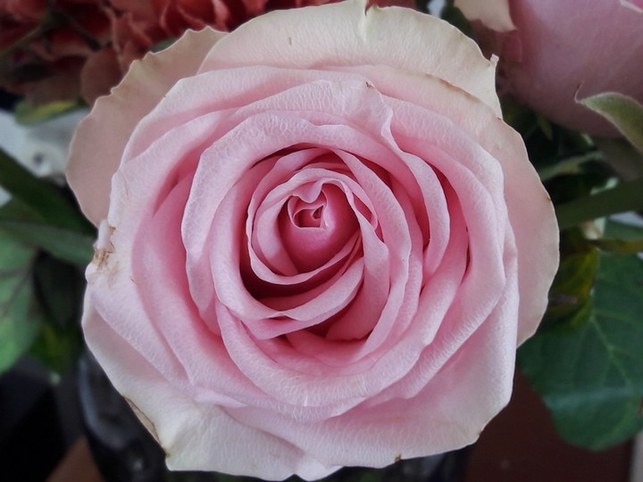 a rose