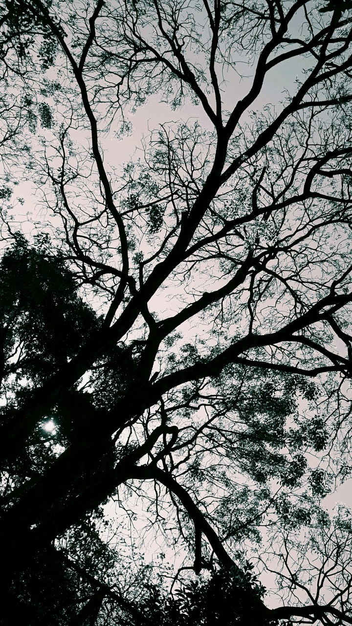 Tarde