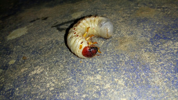 insect