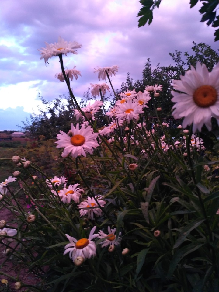 ромашки