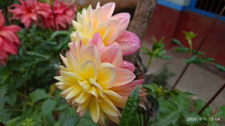 Flower lover