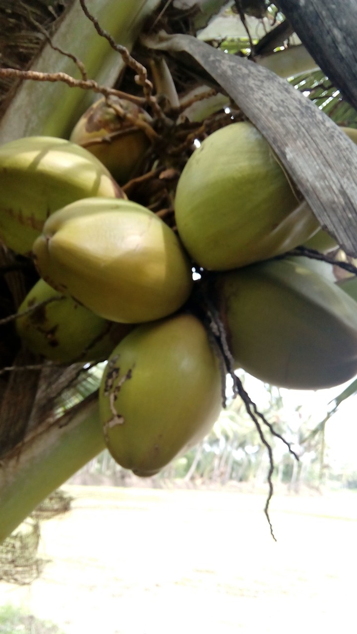 cocnuts