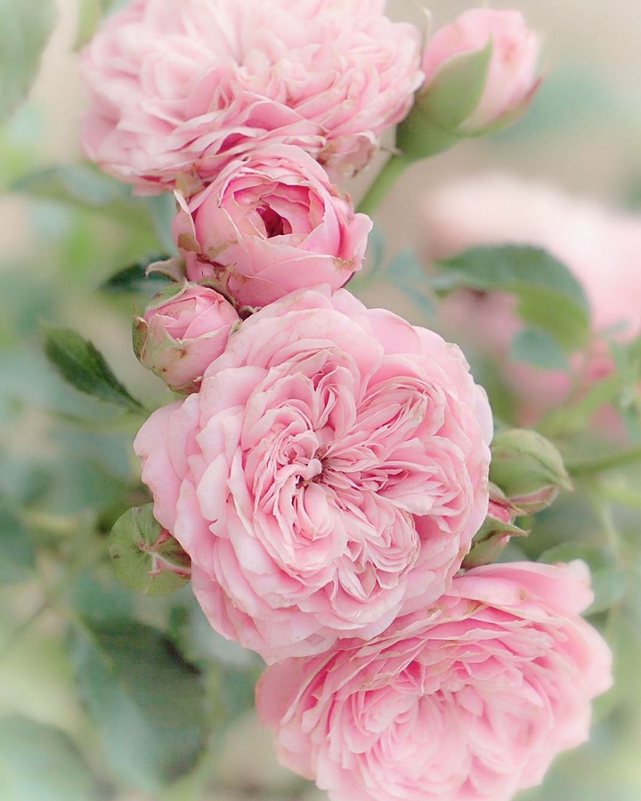 Pink Rose