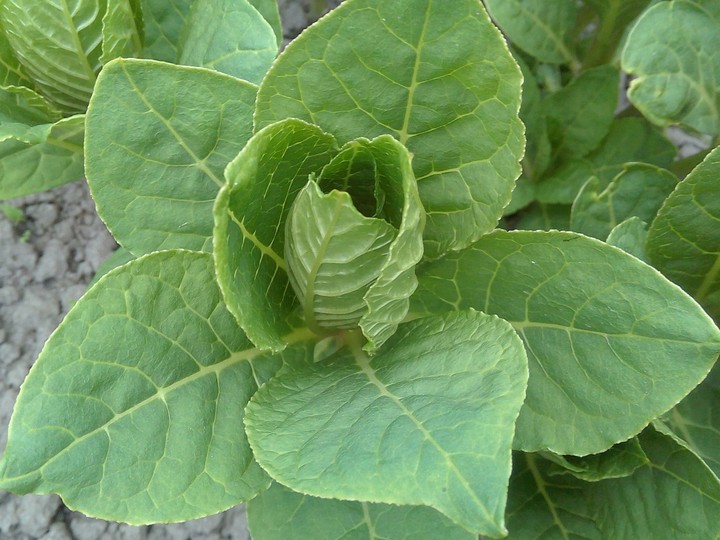 Plant