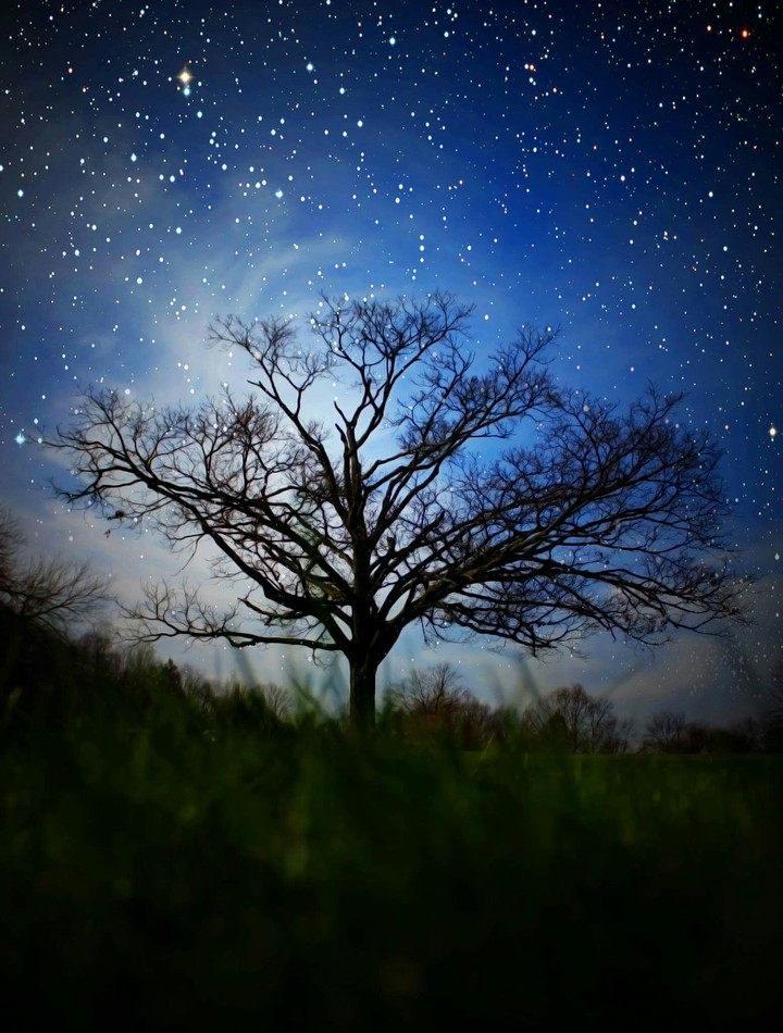 the dreaming tree