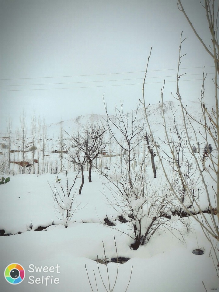 snow day in Algeria