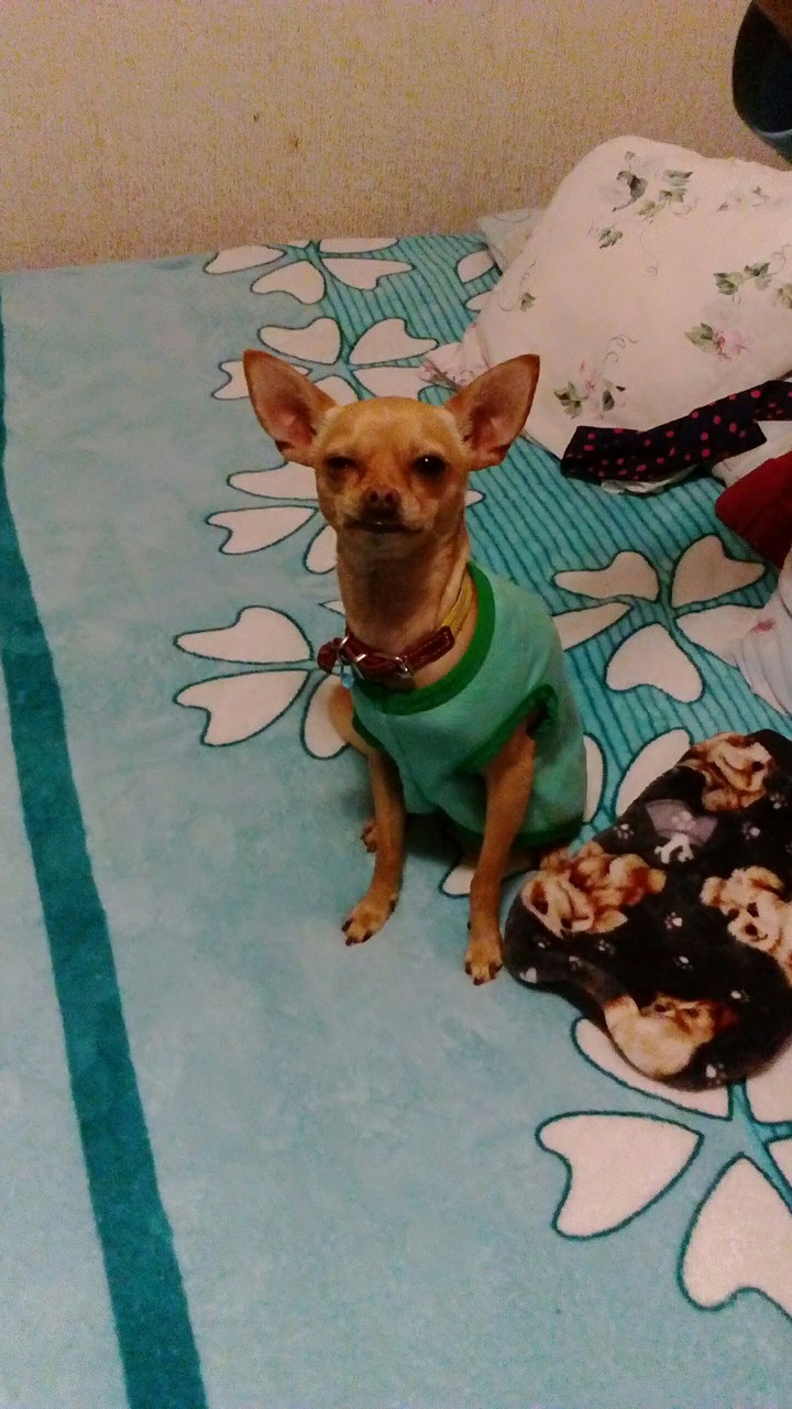 pet