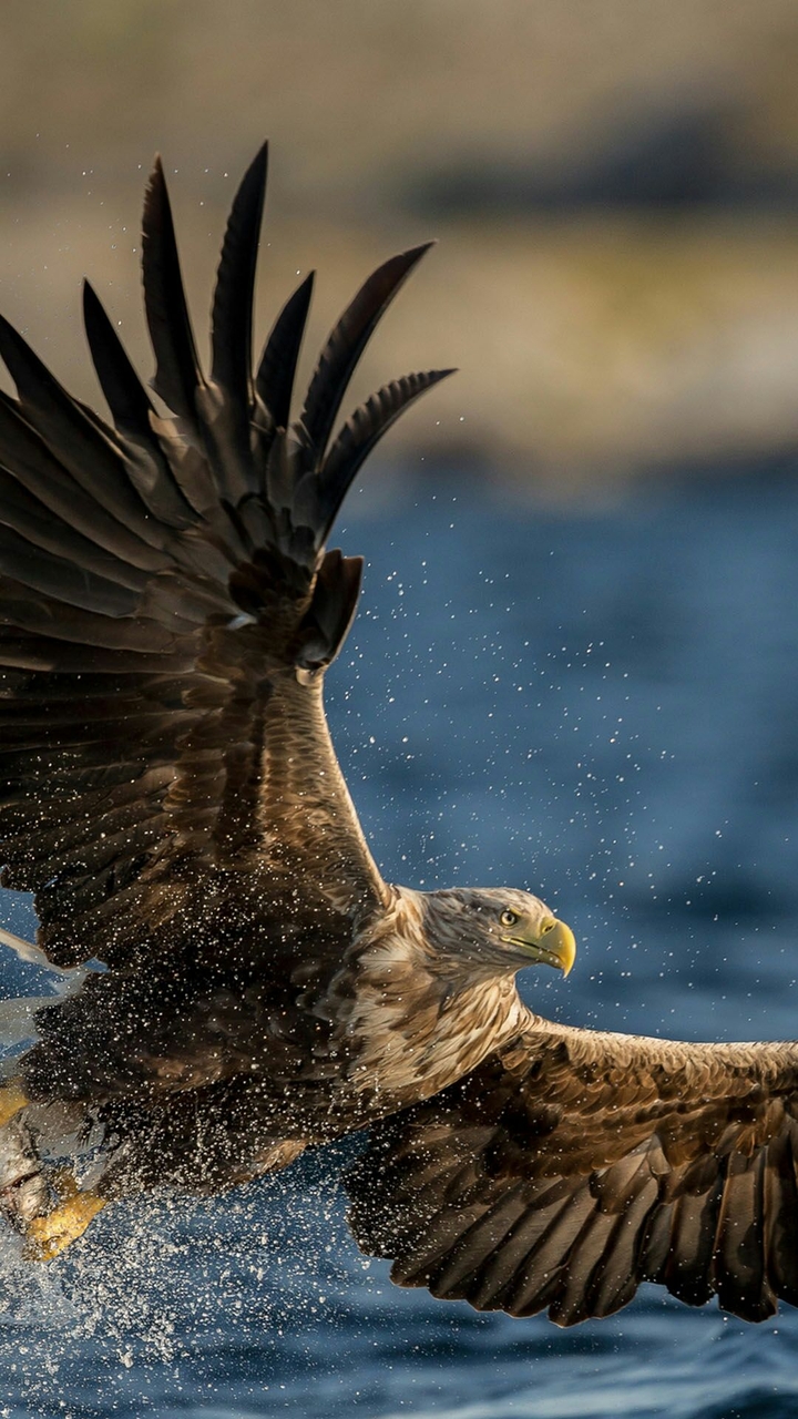 eagle