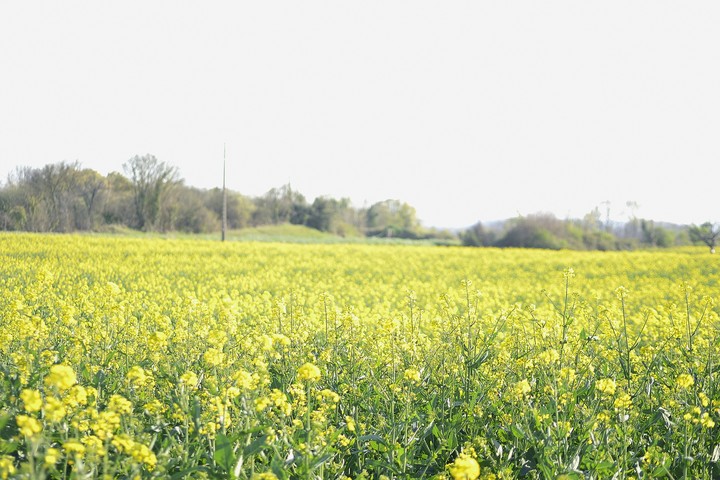 campagne