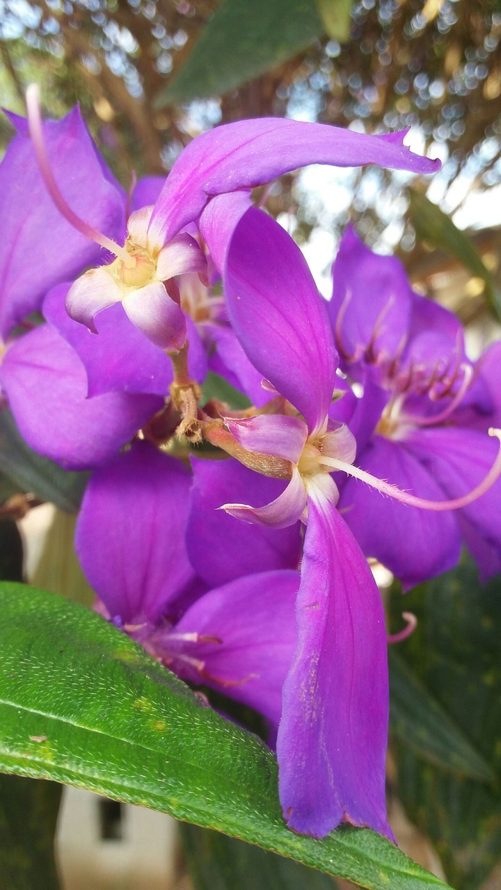 Nature