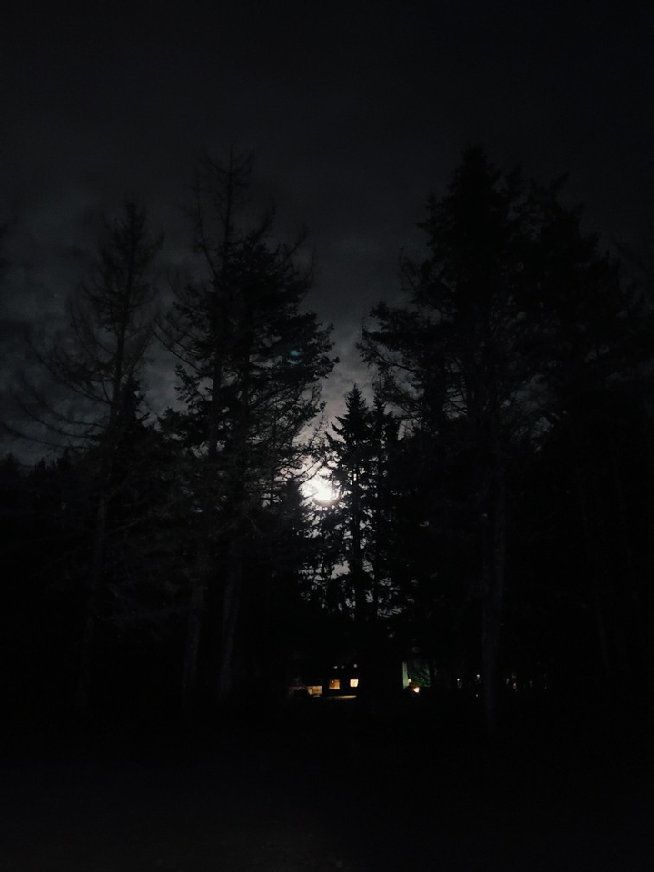 bright moon through trees